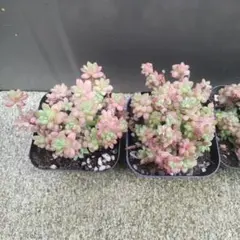 多肉植物　レッドベリー花団錦　1ポットのサムネイル