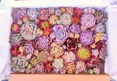 ☆感謝☆大満足！㉛たっぷりバラエティー韓国苗入り多肉植物カット苗セット