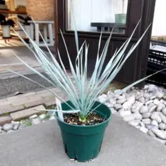 2025年最新】ユッカ ロストラータの人気アイテム - メルカリ