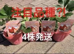 ②4株　いちご　苗いちご苗　やよいひめ　甘いいちご