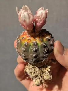 サボテン　ギムノカリキウム　瑞昌玉　錦　②のサムネイル
