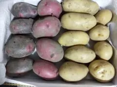 新じゃがいも詰め合わせのサムネイル