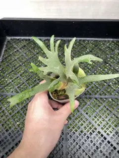 トキントキンの一級品‼️】veitchii wild 板付け子株 - メルカリ