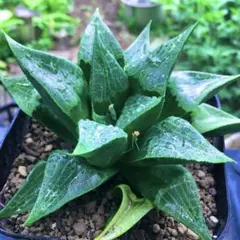 ナイル一滴 実生 特A 多肉植物 ハオルチア アロエ 659 ◎ ナイルの一滴実生 大型選抜苗多肉植物 ハオルチア アロエ