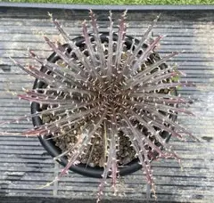 Dyckia 'Salamander' Amazonico ディッキア 送料込み - メルカリ