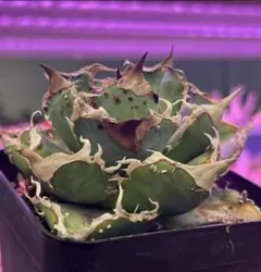 Lj_plants】Z660アガベ チタノタ Rose - メルカリ