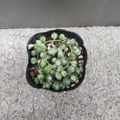 れお様 リクエスト 3点 まとめ商品