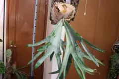 goul4711様 リクエスト 3点 まとめ商品