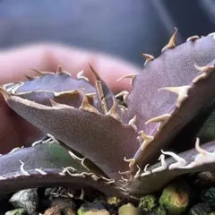 2026年最新】オアハカ 実生の人気アイテム - メルカリ