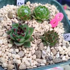 2026年最新】センペル ビウム セットの人気アイテム - メルカリ