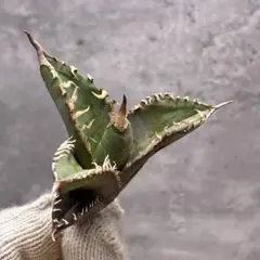 1308アガベ チタノタ Godzilla 精選子株 狂棘 強棘 優良血統 2025年最新】AGAVE godzillaの人気アイテム - メルカリ