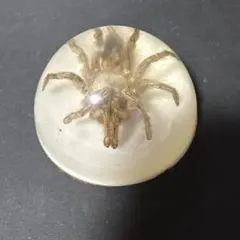 クモ 標本 レジン ペーパーウェイト
