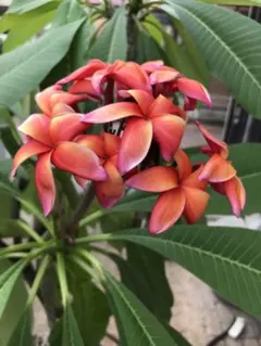 2026年最新】プルメリア 種の人気アイテム - メルカリ