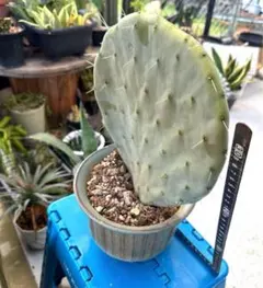 2026年最新】オプンチアの人気アイテム - メルカリ