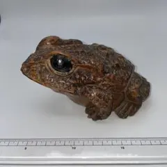 Item thumbnail for item 7efc9755-0573-4ac9-a069-aa79b0be1404