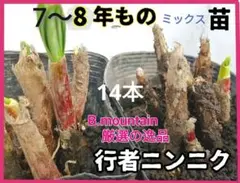 2026年最新】行者ニンニク苗100本の人気アイテム - メルカリ