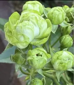 ⭐️グリーンの小花⭐️耐病性あり⭐️花もち良い ⭐️バラ苗⭐️挿木苗⭐️のサムネイル