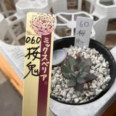 ミックスベリア 060桜鬼　自家繁殖苗 多肉植物 おらいさん苗