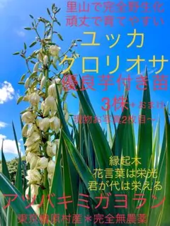2026年最新】キミガヨラン アツバの人気アイテム - メルカリ