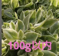 2026年最新】赤い太陽多肉植物の人気アイテム - メルカリ