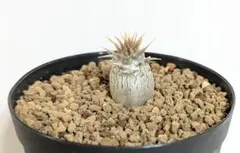 ◾️鉢ごとメルカリ便◾️グラキリスL 2025年最新】グラキリス 鉢の人気アイテム - メルカリ