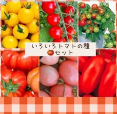 トマト　Ravissa４本セット（ゆうゆうメルカリ便） ☆○選べる いろいろトマトの種 4種セット 秋トマトにも - メルカリ