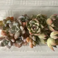 Tama様 リクエスト 2点 まとめ商品