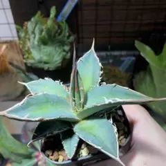 エル タコスマン様 リクエスト 3点 まとめ商品