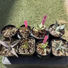 2026年最新】アガベイラン株の人気アイテム - メルカリ