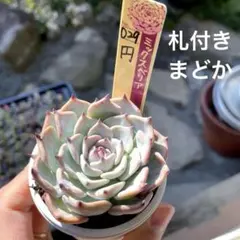 人気種 ダニエルさん苗 D1 札付き 多肉植物 シ*ン様 人気種 ダニエルさん苗 D1 札付き 多肉植物 - メルカリ