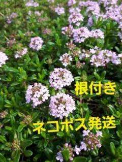 【ハーブ農家直送】タイム（ロンギカウリス）56ポット セット 数量変更可能 ハーブ農家直送】タイム（ロンギカウリス）56ポット セット 数量変更