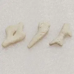 珊瑚礁　3個