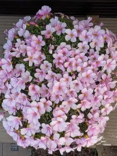 野菜彩祭様 リクエスト 2点 まとめ商品