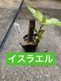 【14】イチジク　イスラエル(ドリーミースイート) 挿し木苗　無農薬　根鉢ありのサムネイル