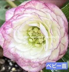 クリスマスローズ 種 広瀬園芸 オーレア リバーシブルグラデーションdd