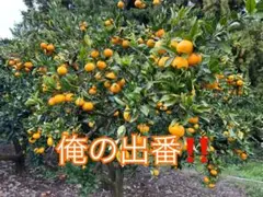 Shinnichi Tutui様専用 人気の小粒ちゃん