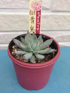 2025年最新】青鬼 多肉植物の人気アイテム - メルカリ
