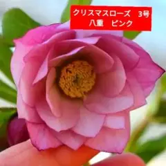 2025年最新】クリスマスローズ開花株の人気アイテム - メルカリ