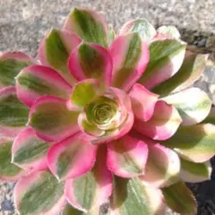 アエオニウム 抜き苗桃花塢900 - メルカリ