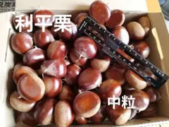 埼玉県産生栗　利平　中粒程度　1.4kg以上