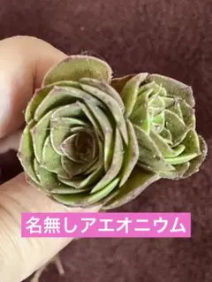 이름 없는 아이오늄 다육식물 묘목 2개 제거