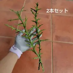 ユーフォルビア　ステノクラーダ (トナカイキリン　2本)