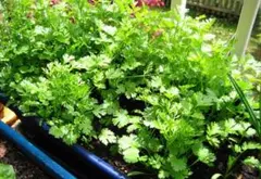 poyo_まとめ売り歓迎です！様 リクエスト 2点 まとめ商品