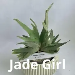 ◇ P.Willinckii 'Jade Girl 'spore（J-030） - メルカリ