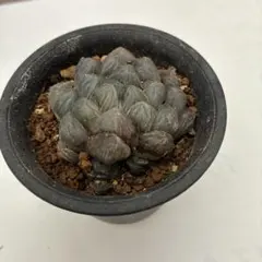 多肉植物 ハオルチア ブルーオブスターA