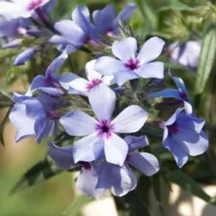 【這性 】 フロックス ディバリカータ チャタフーチー　宿根草　山野草