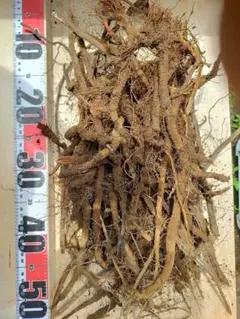 あおき様 リクエスト 2点 まとめ商品