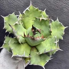 2025年最新】アガベ大株の人気アイテム - メルカリ