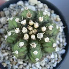 モンスト】象牙丸 多毛 コリファンタ 鉢ごと発送 サボテン