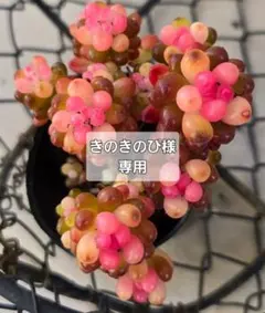 きのきのぴ様 リクエスト 2点 まとめ商品